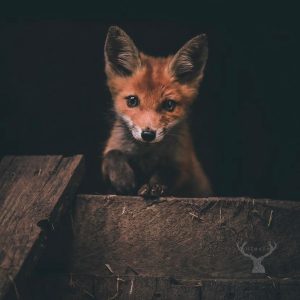 'Rocket' von Niemandfotografiert